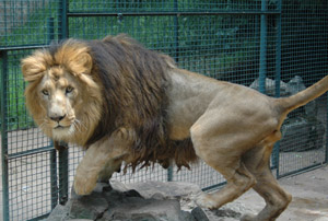 Addis Ababa lion