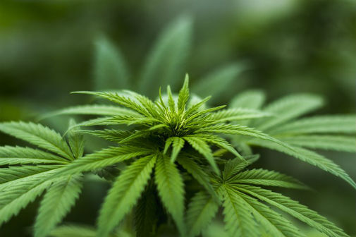 New guidance on medicinal cannabis has been announced 