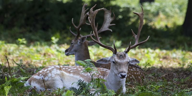 European mammals making a comeback? - Leverhulme Centre for ...