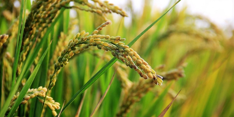 10 uses of millets