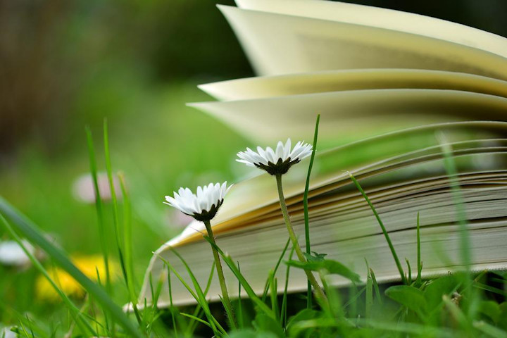 An open book on a grassy lawn with daisies