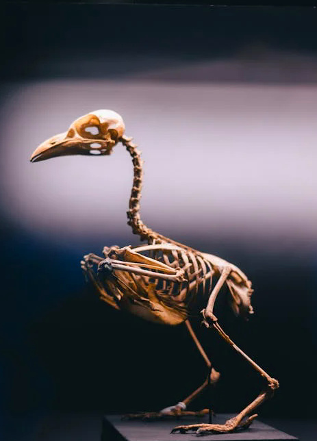 A bird skeleton