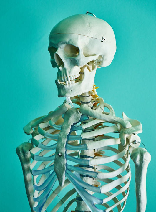 Model of a human skeleton