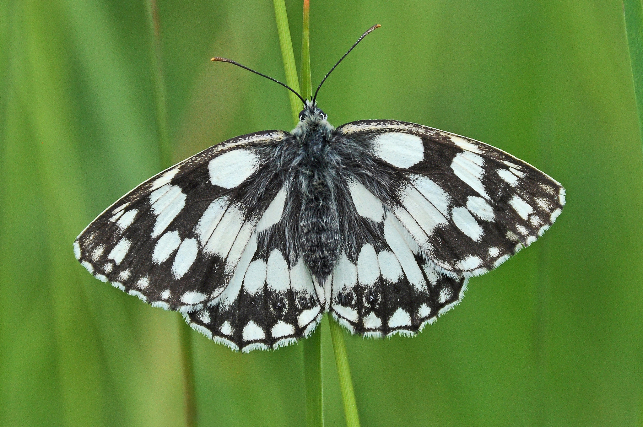 Marbled White  Butterfly Conservation