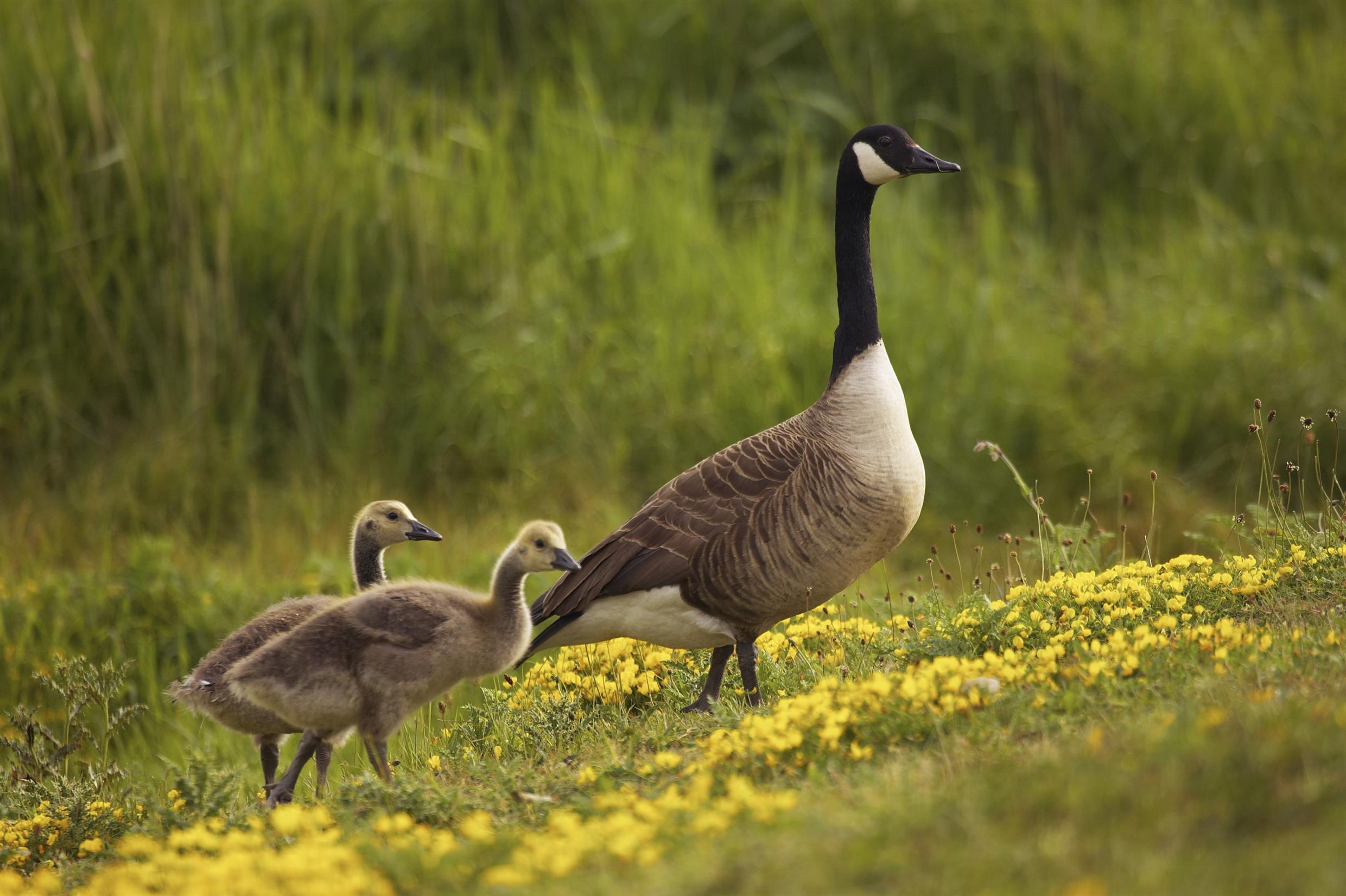 Bird invaders - gallery - News and events, The University of York