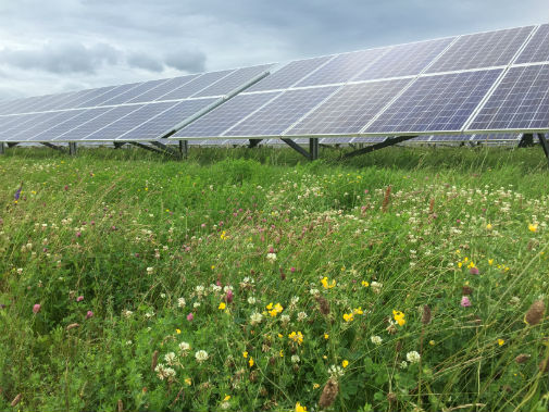 Solar farms can provide haven for British wildlife - News and events ...