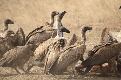 Vultures in Zimbabwe